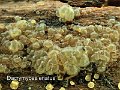 Dacrymyces enatus-amf2229